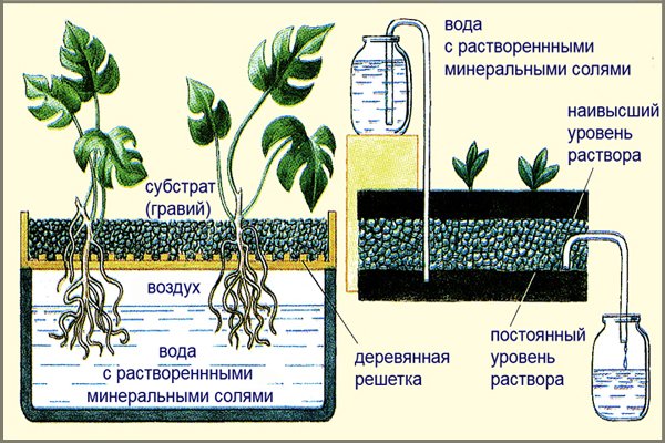 Гидропоника схема