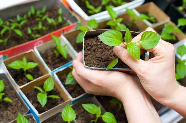 Выращивание рассады в горшочках из-под молочной продукции