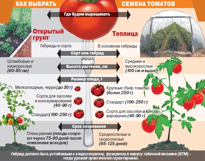 Как выбрать семена томатов для открытого грунта и для теплицы