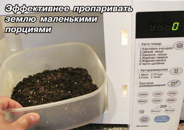 Термическая обработка земли в домашних условиях с помощью микроволновки