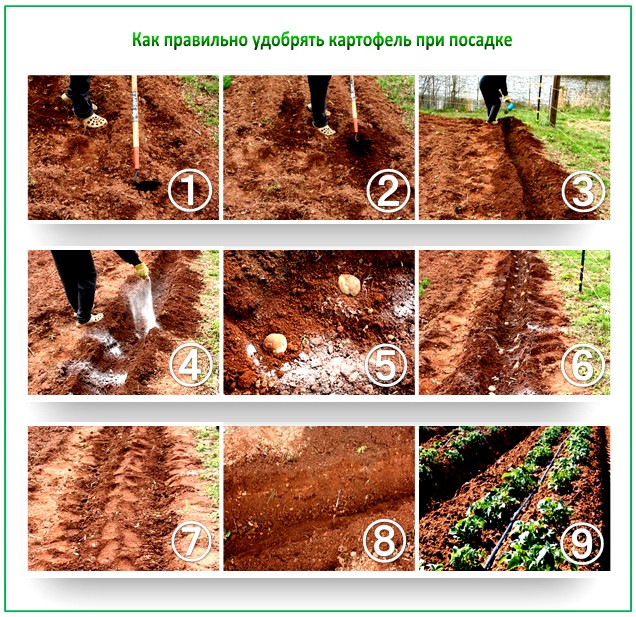 Удобрение картофеля доломитовой мукой
