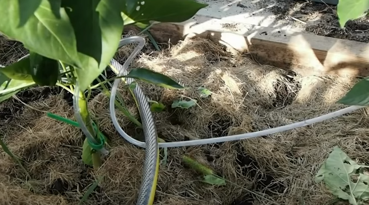 Укладываем усики для полива