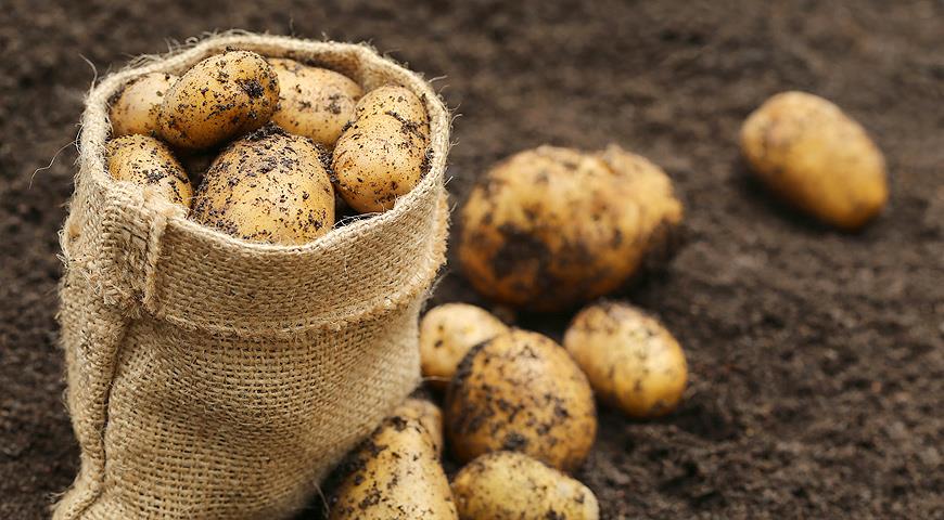 Ранний картофель используется в пищу практически сразу после сбора