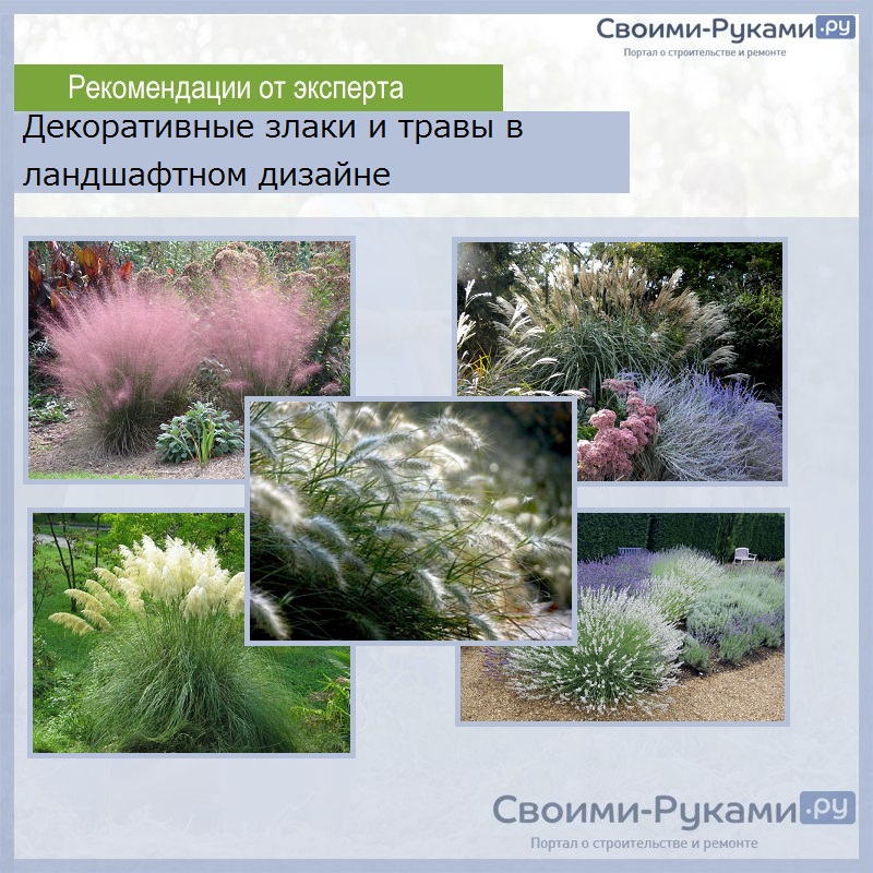 Декоративные злаки и травы в ландшафтном дизайне