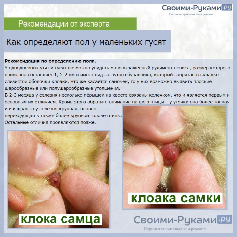 Как определяют пол у маленьких гусят