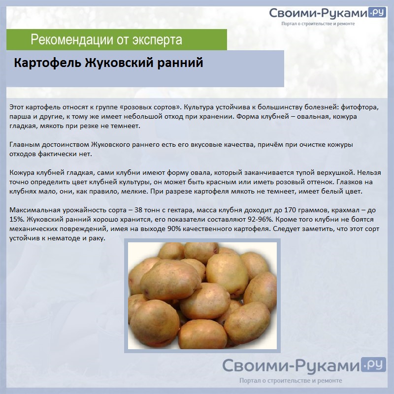 Картофель Жуковский ранний