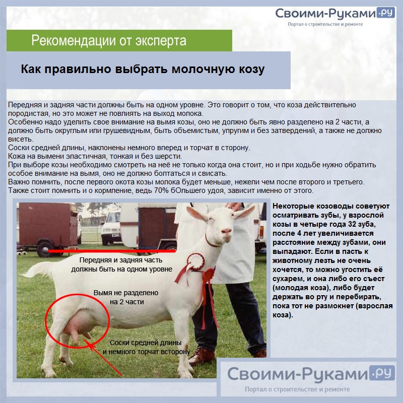 Как правильно выбрать молочную козу