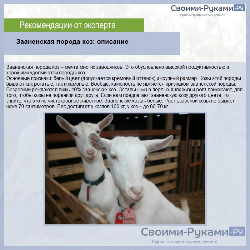 Зааненская порода коз: описание