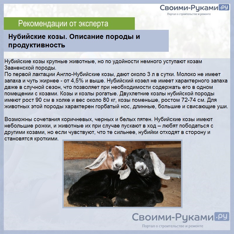 Нубийские козы. Описание породы и продуктивность