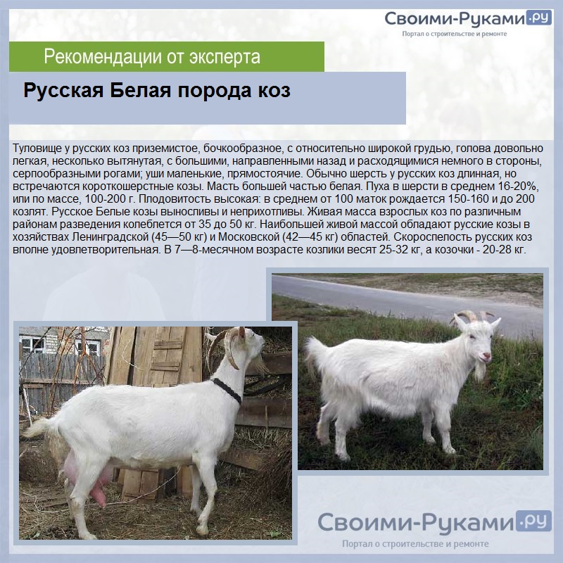 Русская Белая порода коз