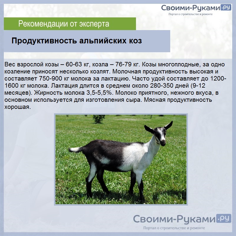 Продуктивность альпийских коз