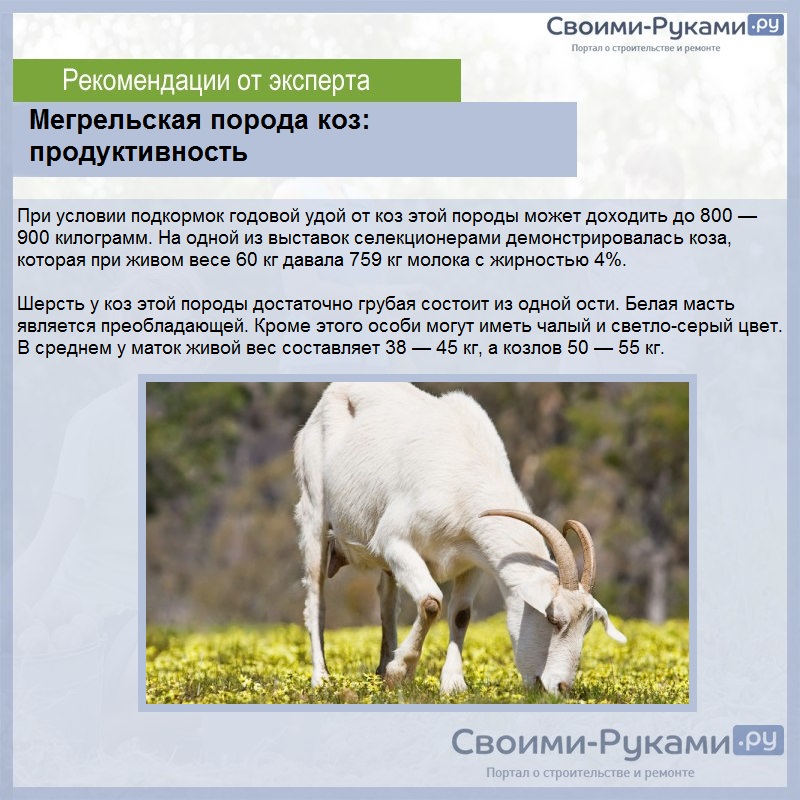 Мегрельская порода коз: продуктивность