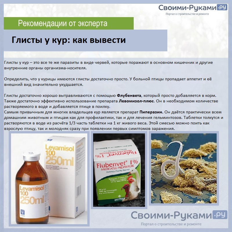 Глисты у кур: как вывести