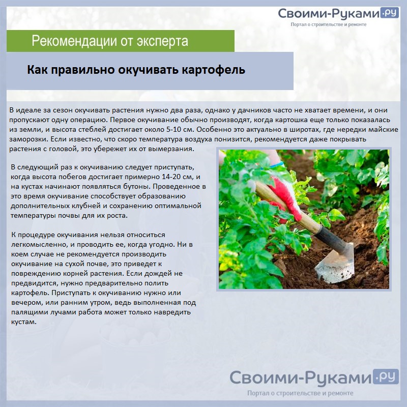 Как правильно окучивать картофель
