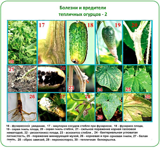 Болезни огурцов в теплице (продолжение)