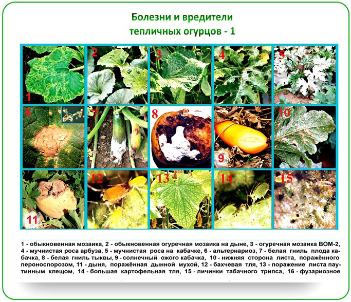 Болезни огурцов в теплице