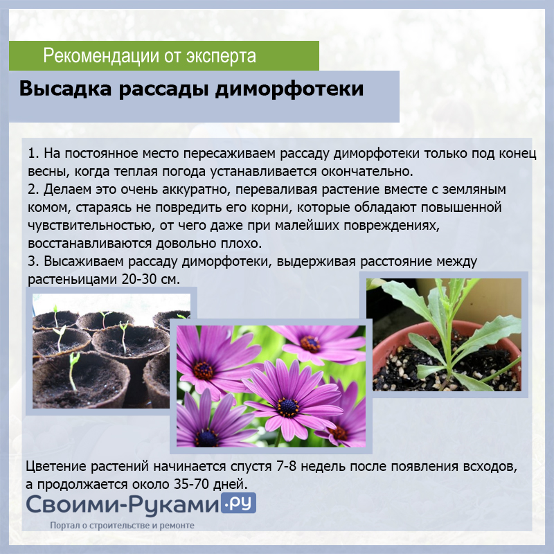 Высадка рассады диморфотеки