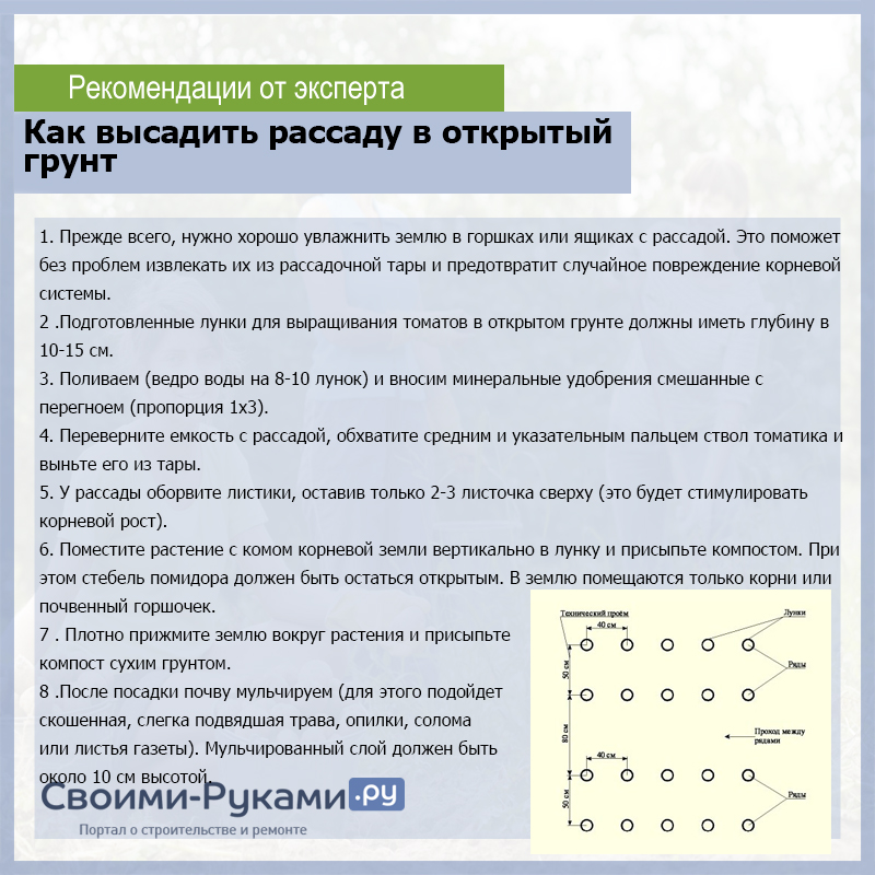 Как высадить рассаду в открытый грунт