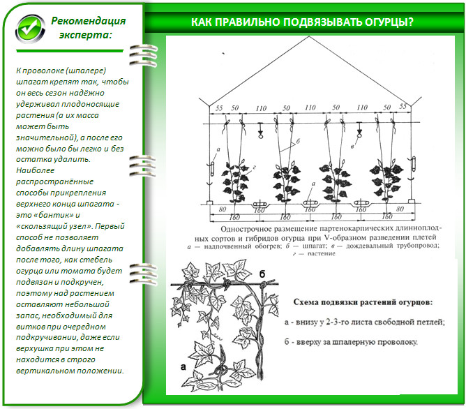 Как подвязать огурцы в теплице