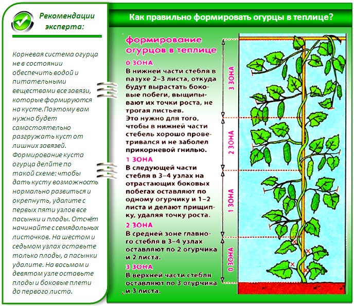 Огурцы в теплице