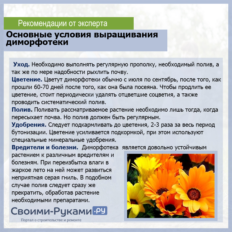 Основные условия выращивания диморфотеки