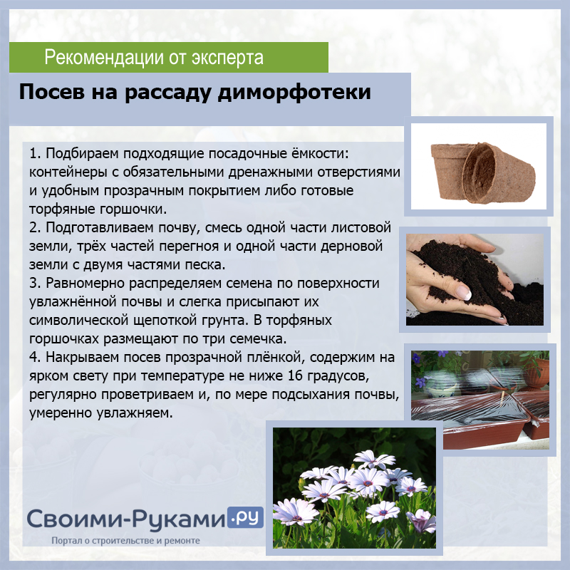Посев на рассаду диморфотеки