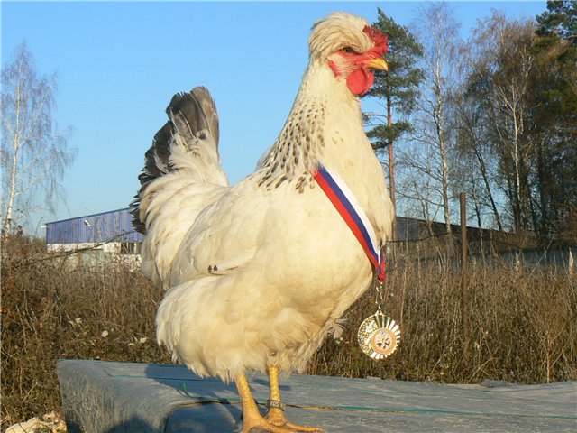 Русская хохлатая
