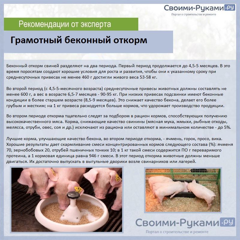 Грамотный беконный откорм 