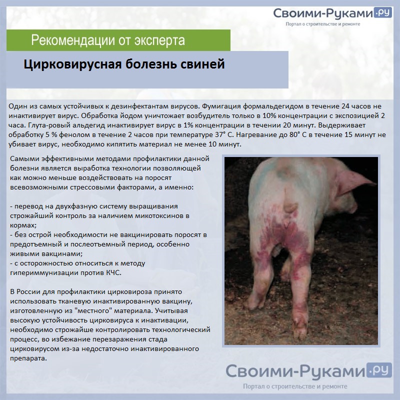Цирковирусная болезнь свиней