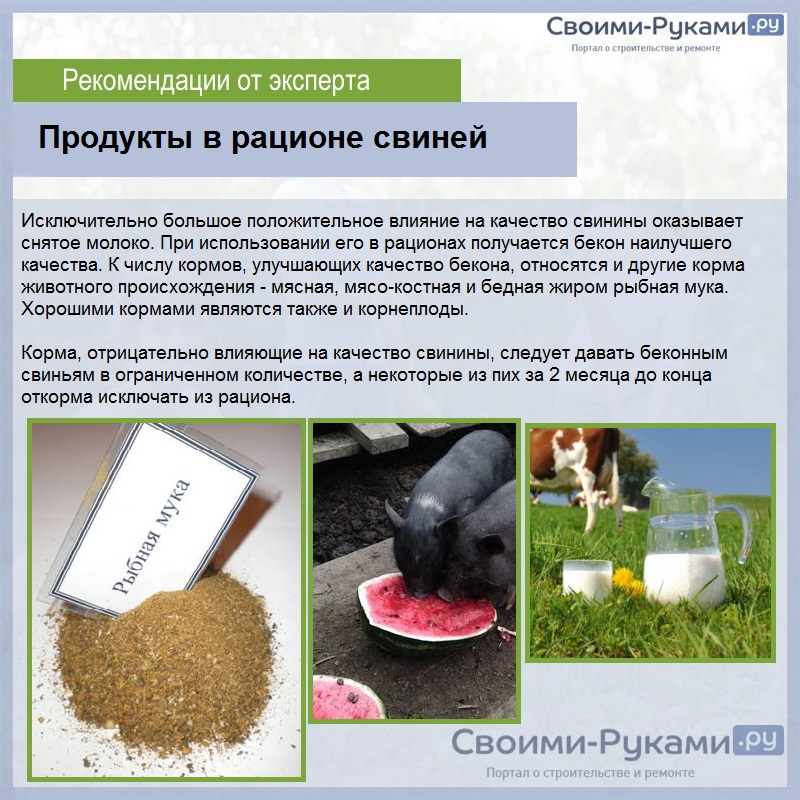 Продукты в рационе свиней