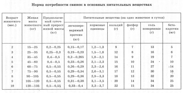 Норма кормления свиней