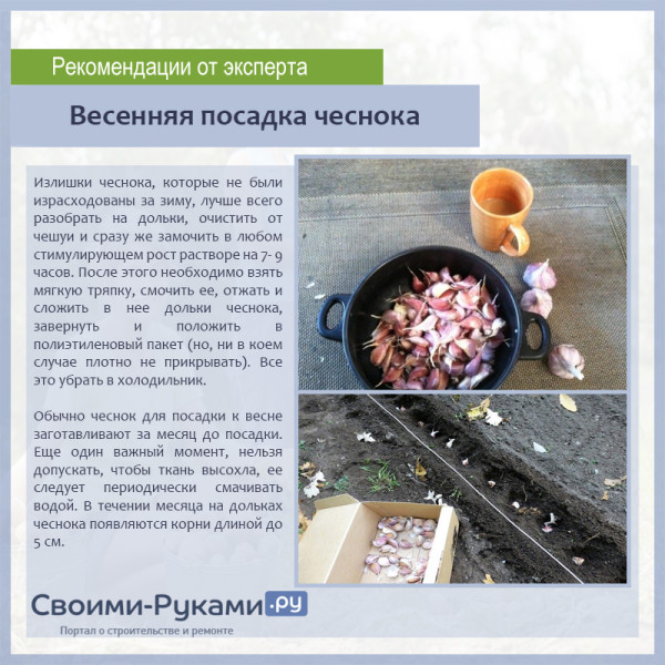 Весенняя посадка чеснока