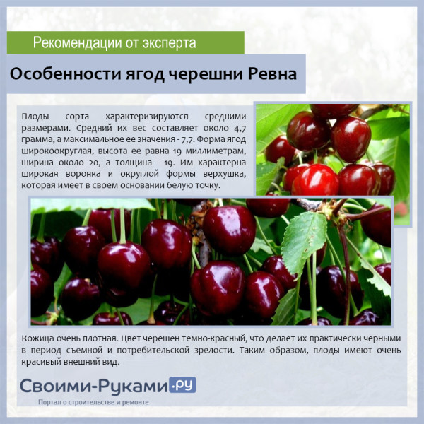 Особенности ягод черешни Ревна
