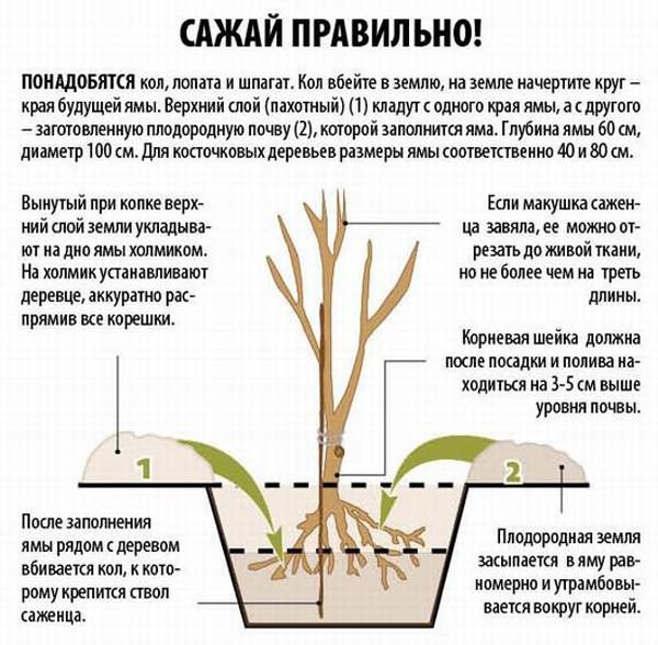Посадка саженцев вишни и черешни