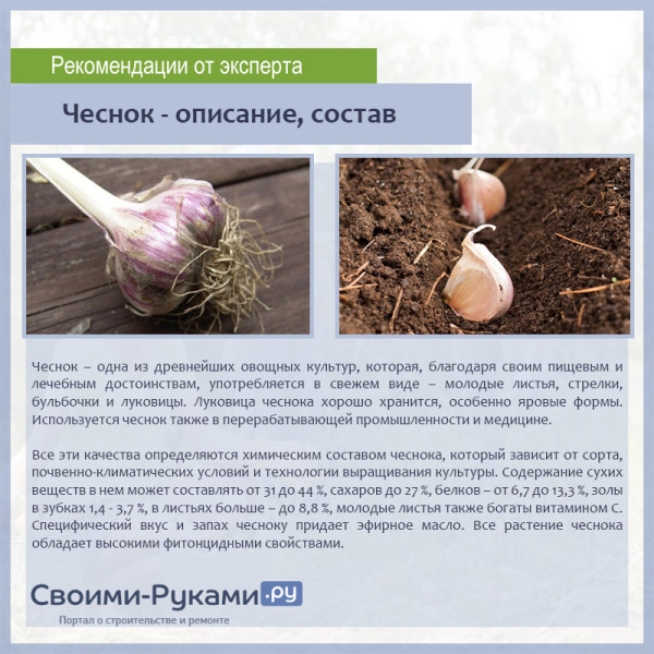 Чеснок - описание, состав