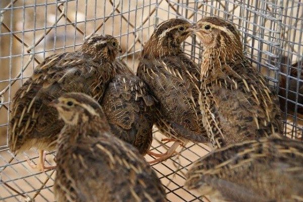 Клетки для перепелов своими руками