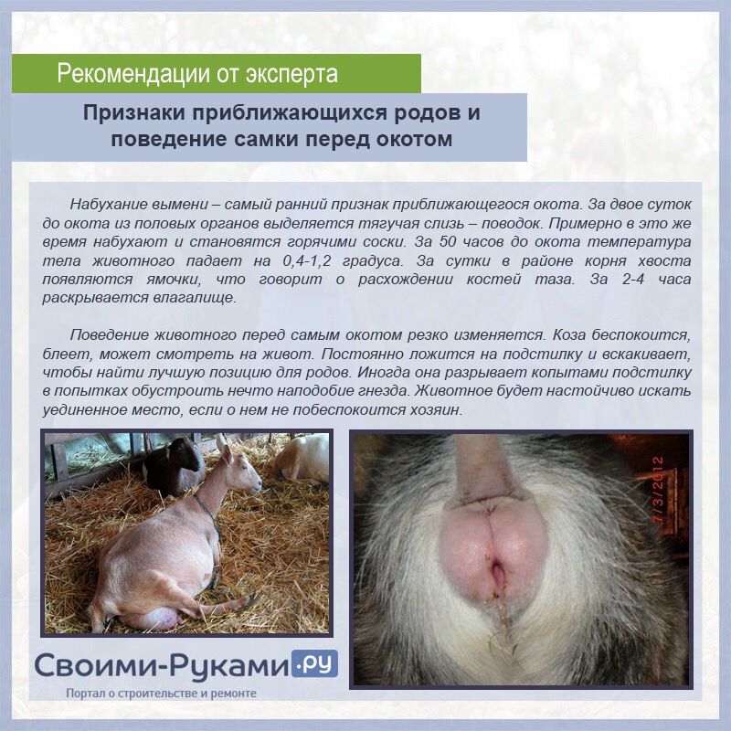 Признаки приближающихся родов и поведение самки перед окотом