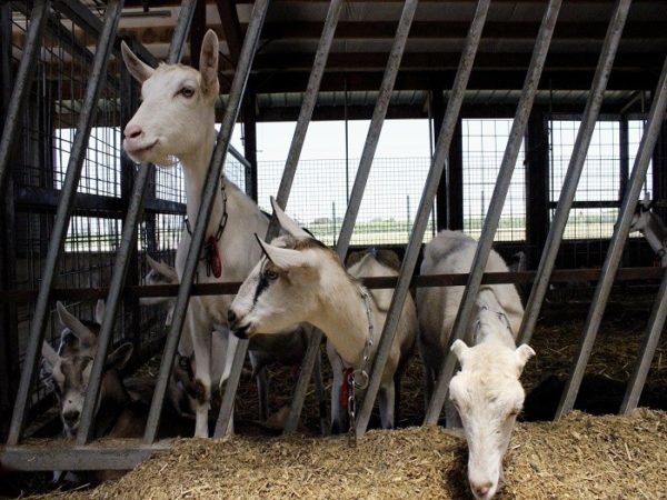 Подращенных козлят переводят на практически взрослый рацион